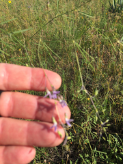 Pediomelum linearifolium