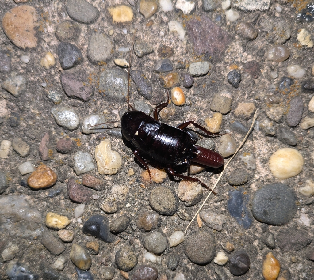 Oriental Cockroach from Palmyra, NJ 08065, USA on June 18, 2024 at 11: ...