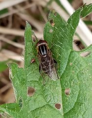 Eristalina
