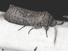 Culama anthracica