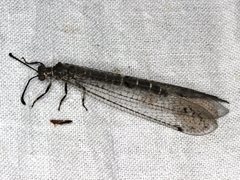 Escura australis