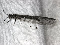 Escura australis