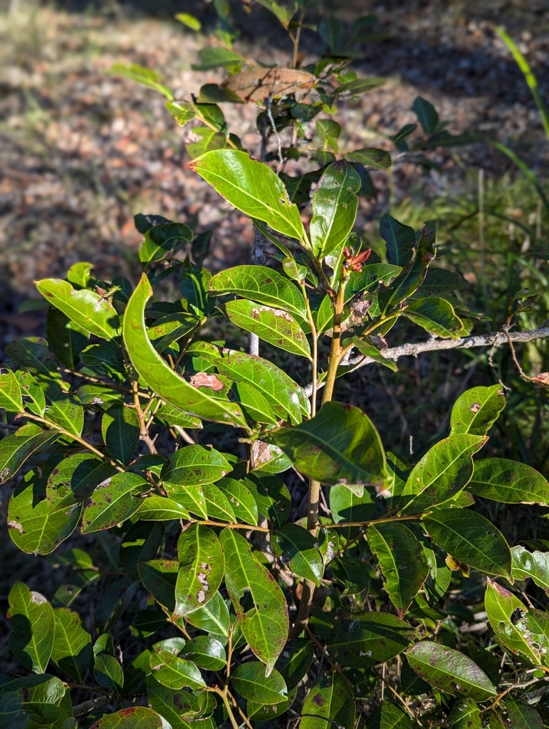 Cheese Tree in June 2024 by bushranger98 · iNaturalist