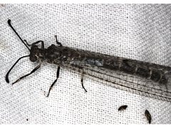 Escura australis