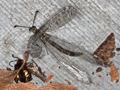 Escura australis