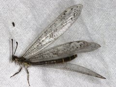 Escura australis