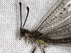 Escura australis