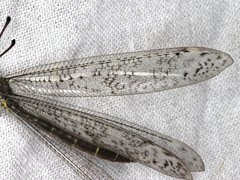 Escura australis