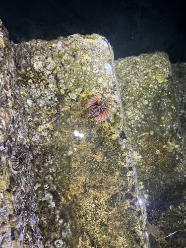 Photo of Zebra lionfish (Dendrochirus zebra)