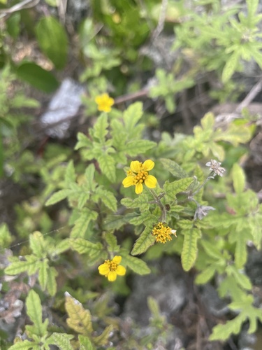Lipochaeta venosa observed 2024-06-17