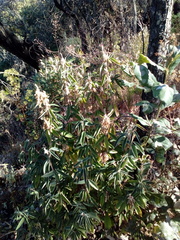 Desmodium densiflorum