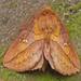 Drinker Moth - Photo (c) Tony Morris, some rights reserved (CC BY-NC)