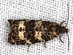 Scolioplecta comptana