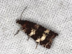 Scolioplecta comptana