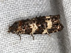 Scolioplecta comptana