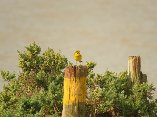 yellow canary (Crithagra flaviventris)