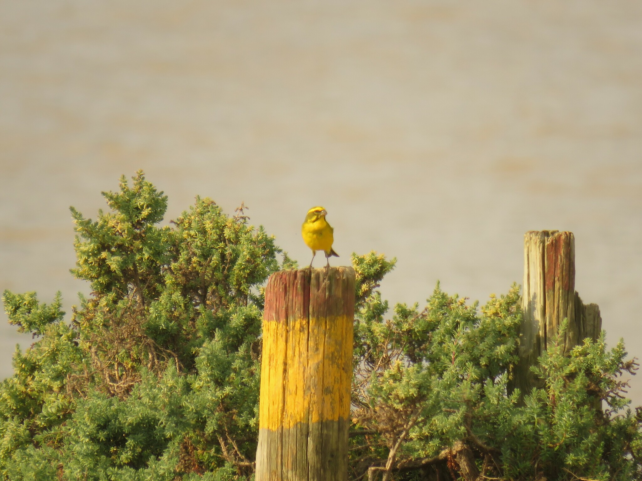 Yellow Canary illustration