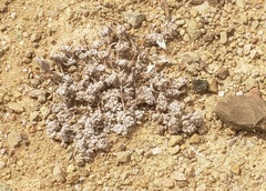 Psilocarphus brevissimus