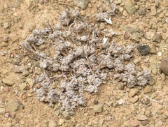 Psilocarphus brevissimus