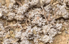 Psilocarphus brevissimus