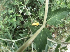 Mentzelia oligosperma