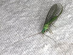 Mallada tripunctatus