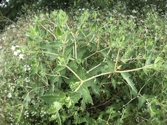 Mentzelia oligosperma