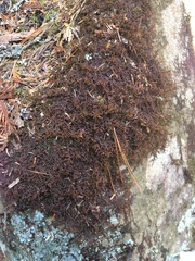 Frullania tamarisci