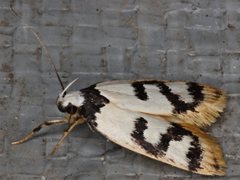 Eulechria sigmophora