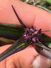 Penstemon globosus