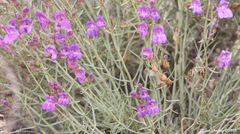 Penstemon incertus