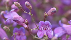 Penstemon incertus