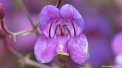 Penstemon incertus
