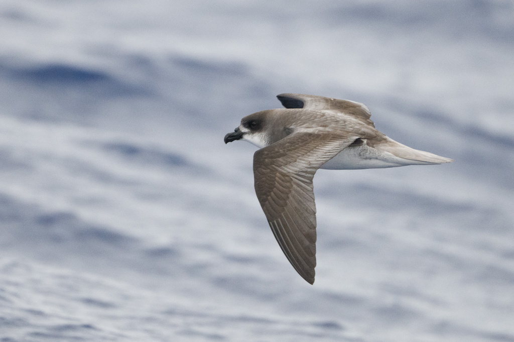 Desertas Petrel photo