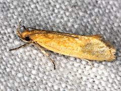 Telocharacta hemicroca