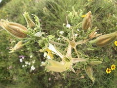 Mentzelia decapetala