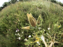 Mentzelia decapetala