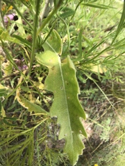 Mentzelia decapetala