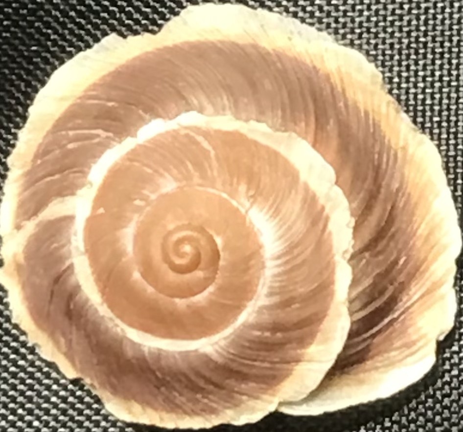 Pseudiberus shanheicus