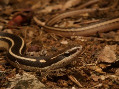 Cope's Black-Striped Snake photo 5