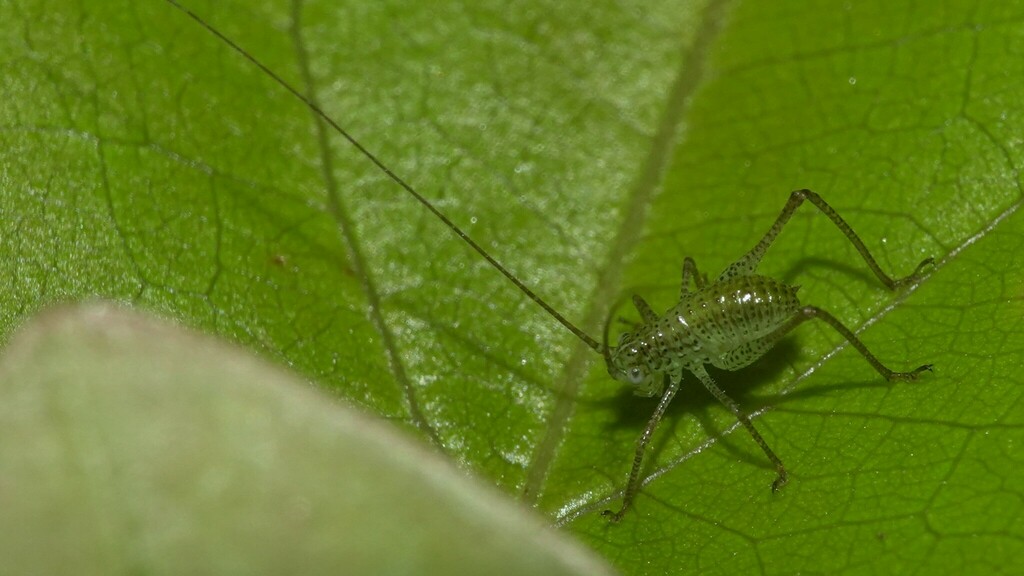 Ladhani Insect Letanini from Tungareshwar, Maharashtra, India on June 15, 2024 at 10: ...