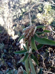 Desmodium densiflorum