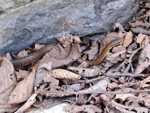 Himalayan Keelback