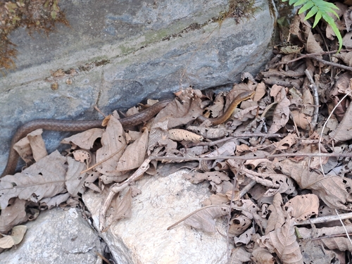 Himalayan Keelback