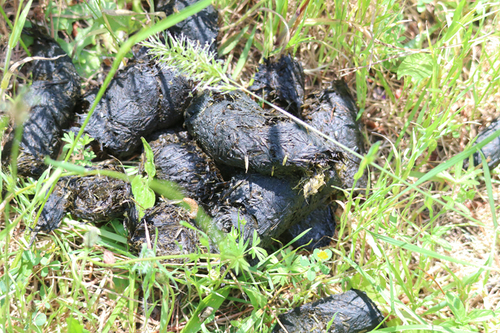 Black Bear Tracks – NatureTracking