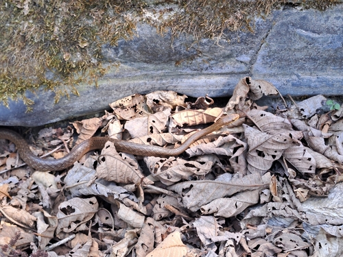 Himalayan Keelback