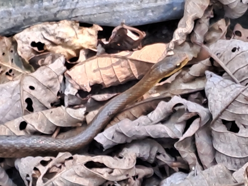 Himalayan Keelback