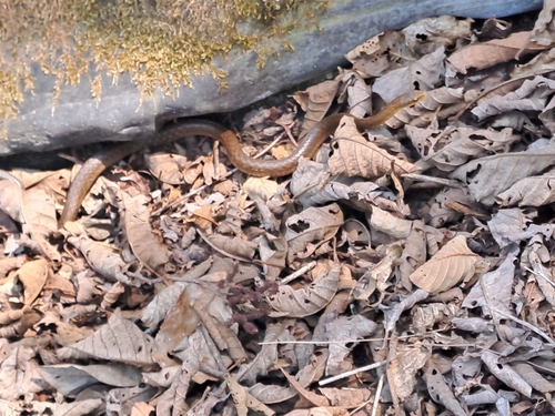 Himalayan Keelback