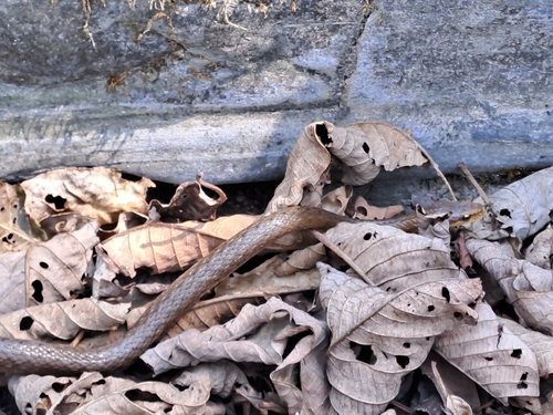 Himalayan Keelback
