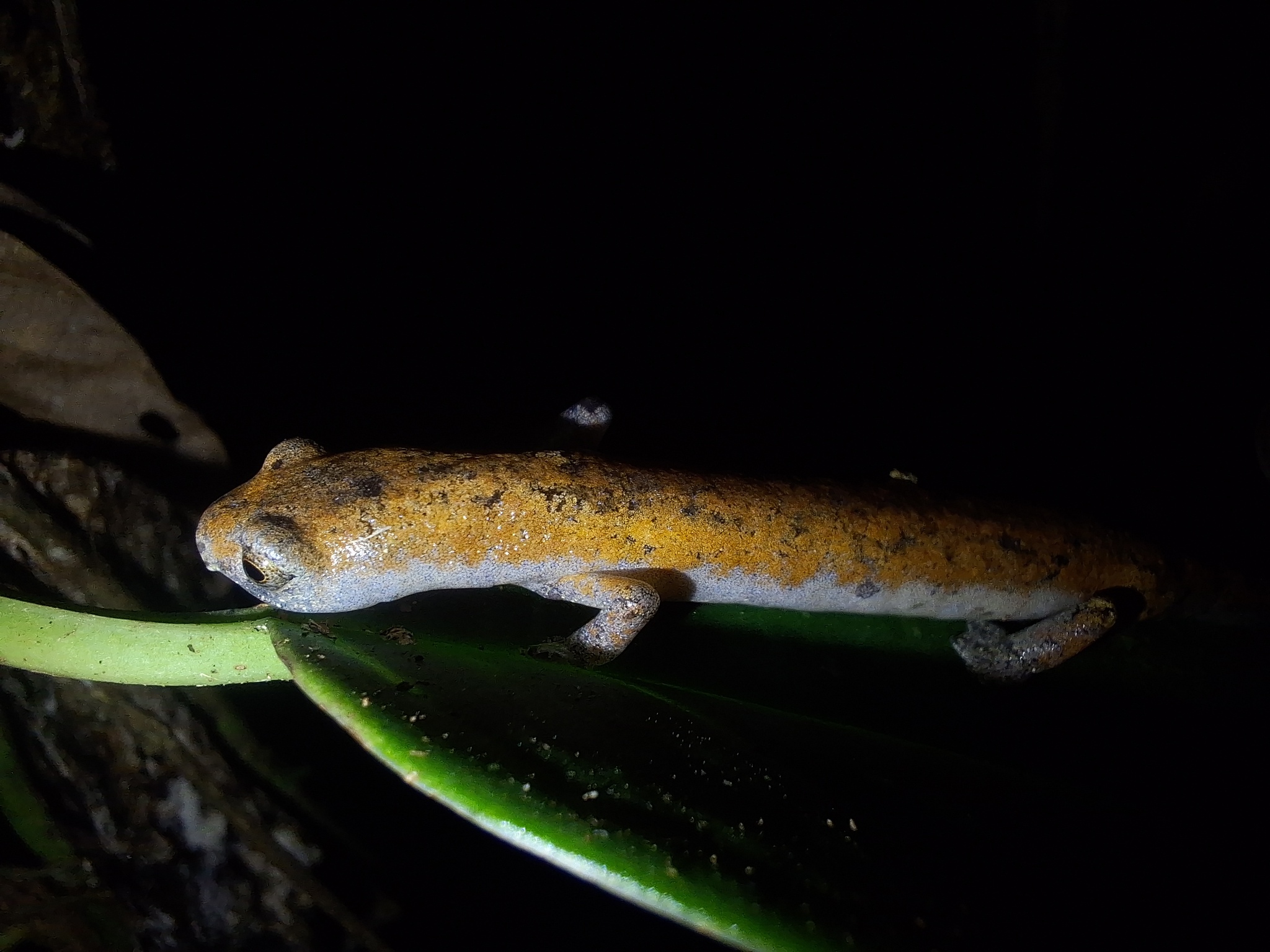 Lungless salamanders